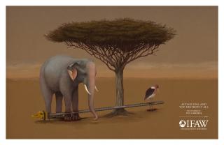 IFAW (International Fund for Animal Welfare): Elephant